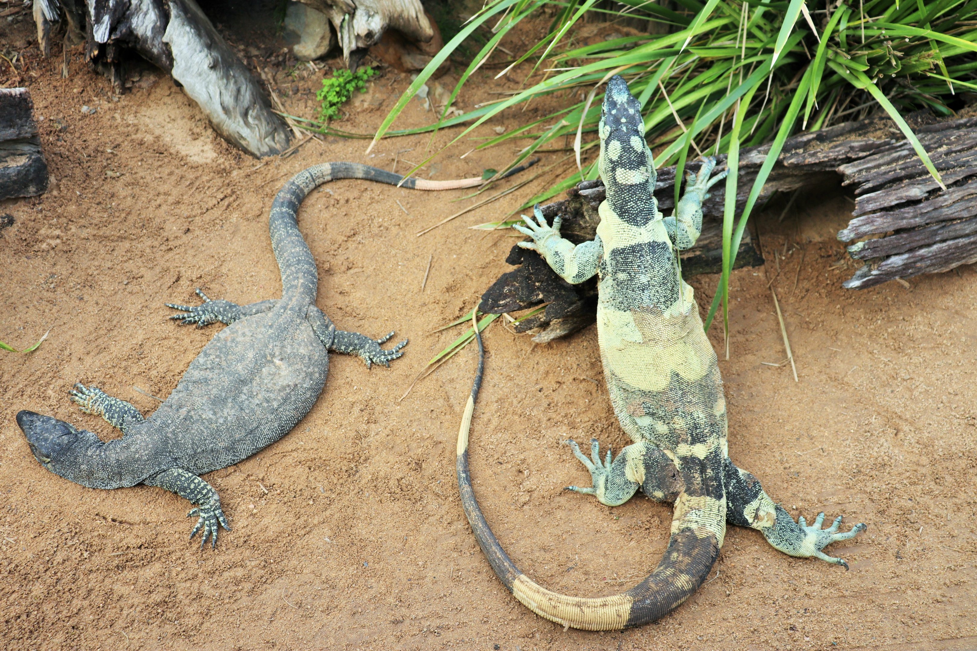 Lace Monitors (Varanus varius)
