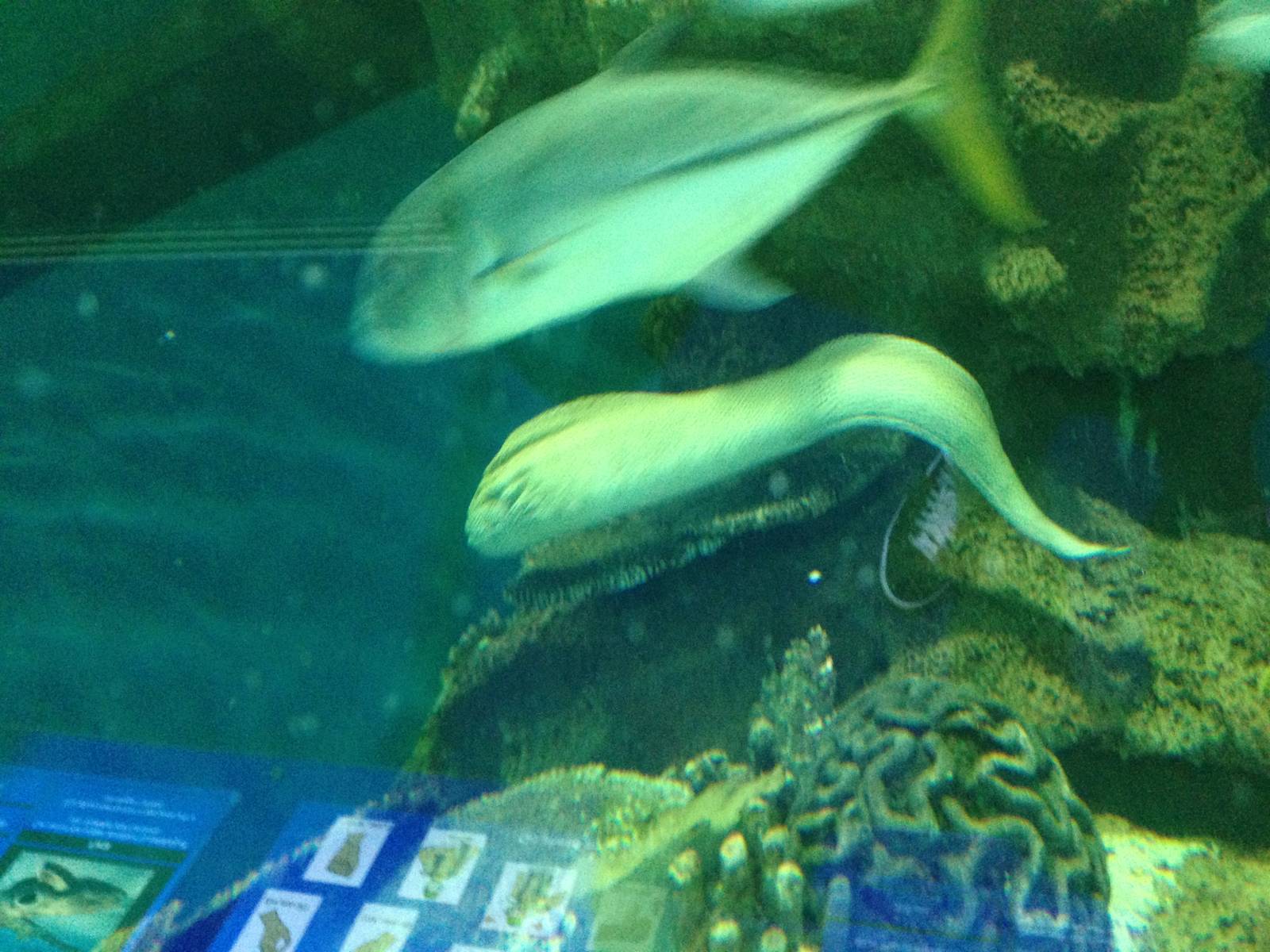 Laced Moray (?) at Blue Planet Aquarium - 05/10/2013