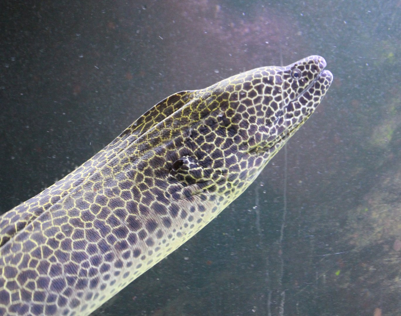 Laced moray eel - Gymnothorax favagineus