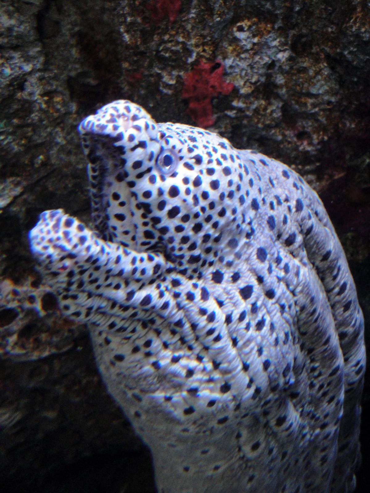 Laced Moray Eel