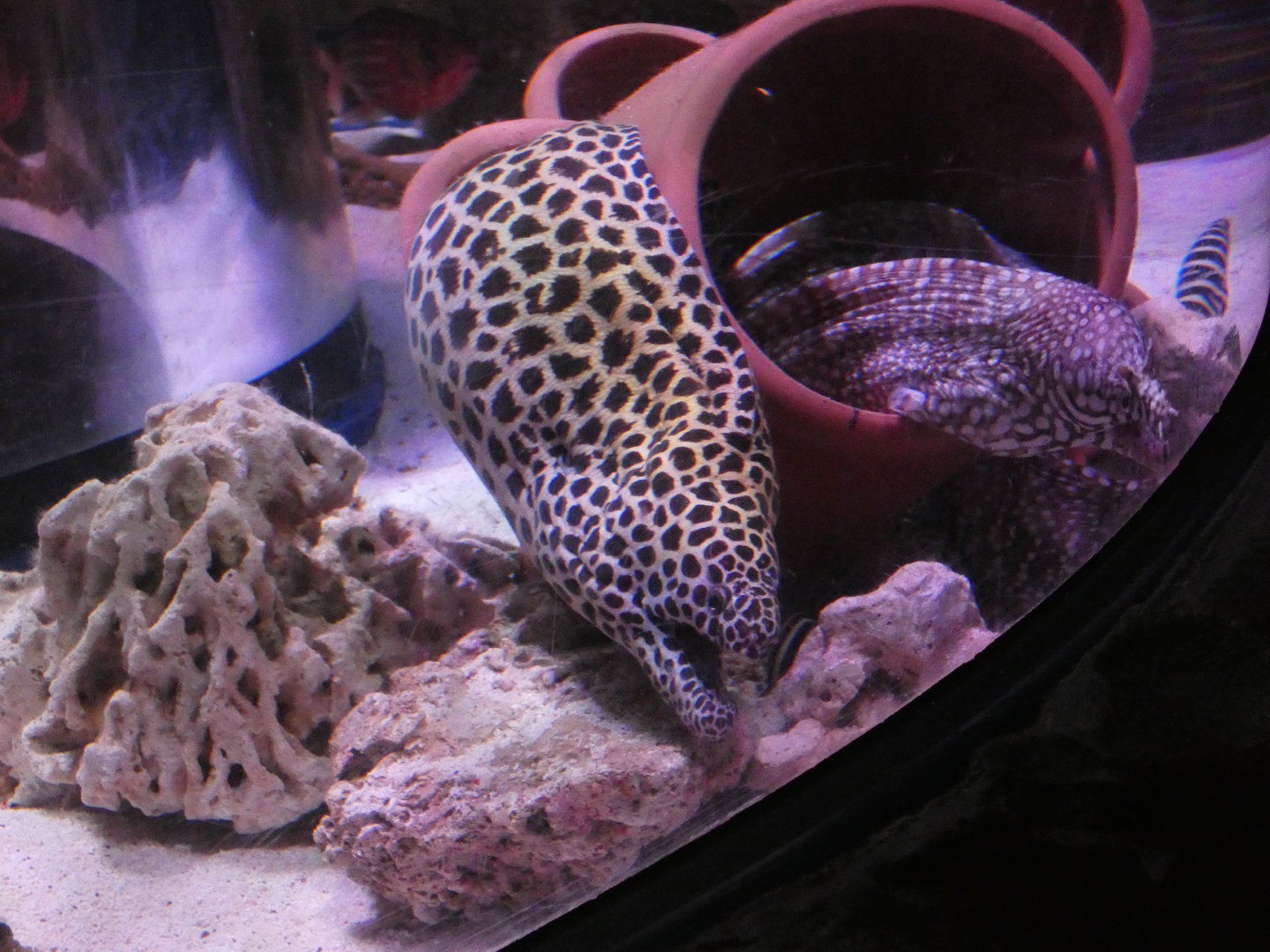 Laced moray eel