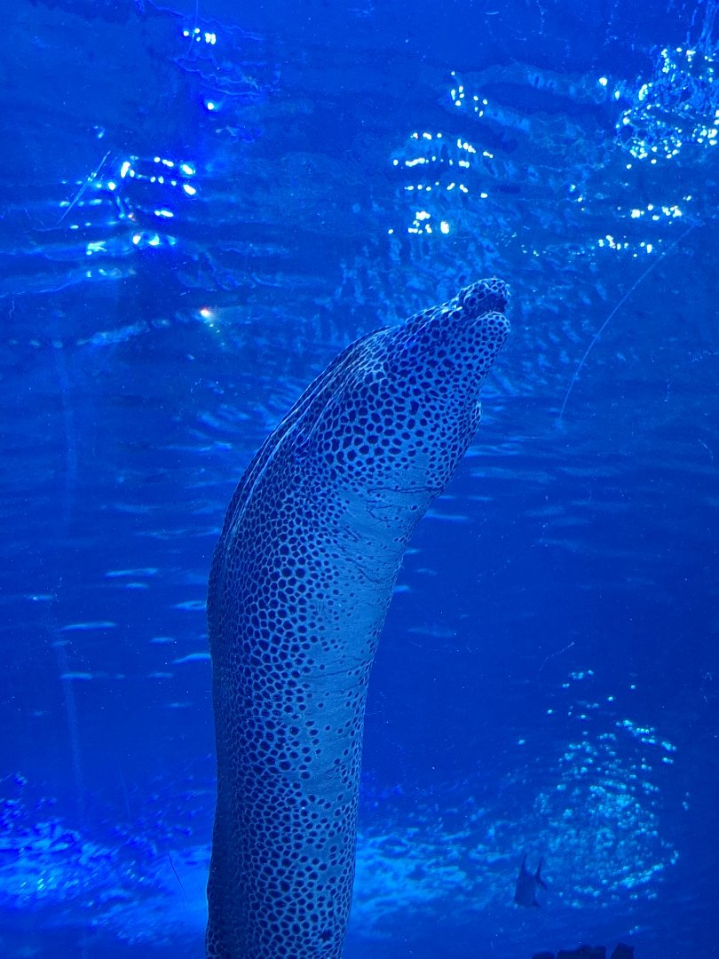 Laced Moray Eel
