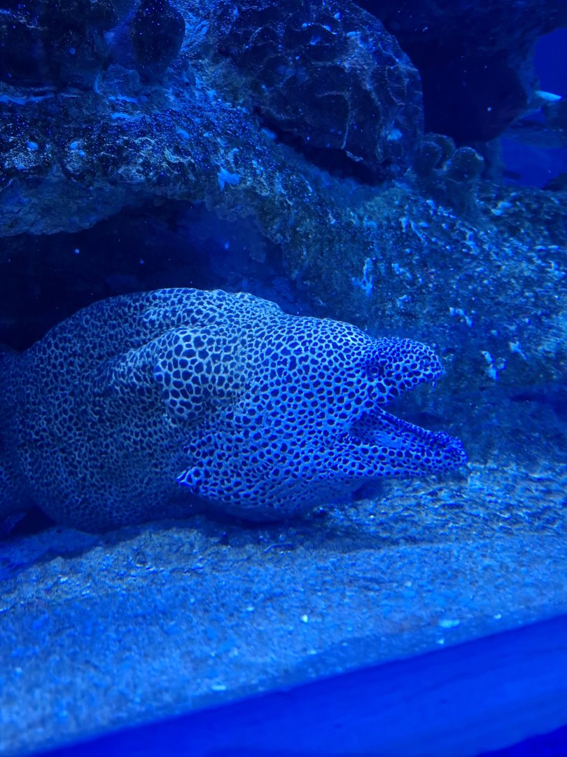 Laced Moray Eel