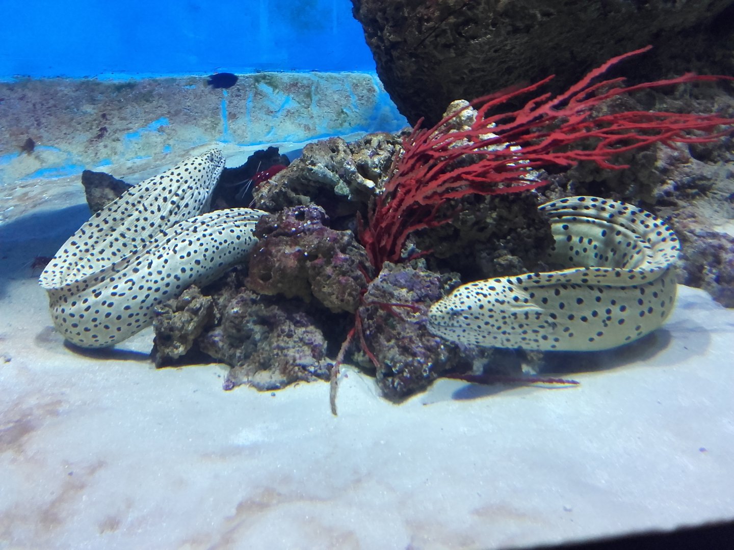 Laced moray eels