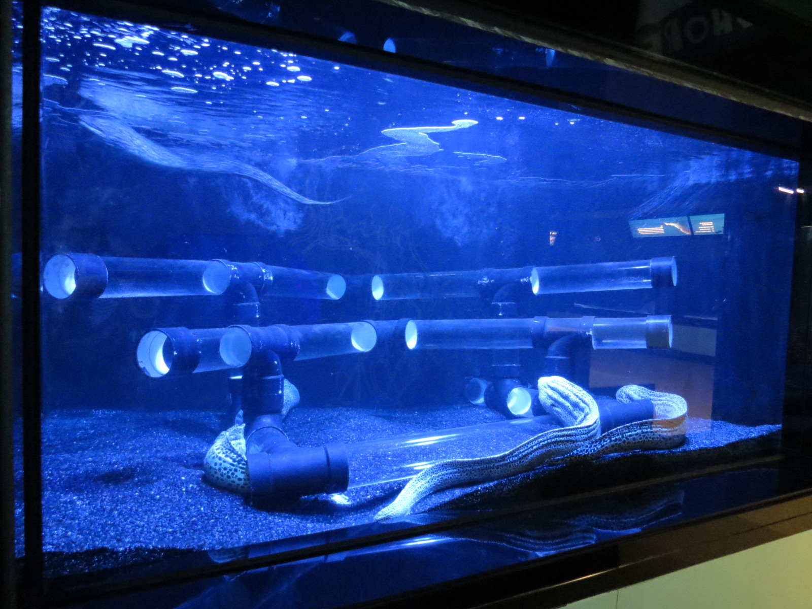 Laced Moray Exhibit