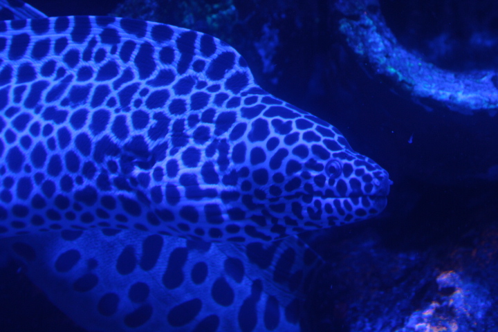 Laced moray (Gymnothorax favagineus) - BXSea