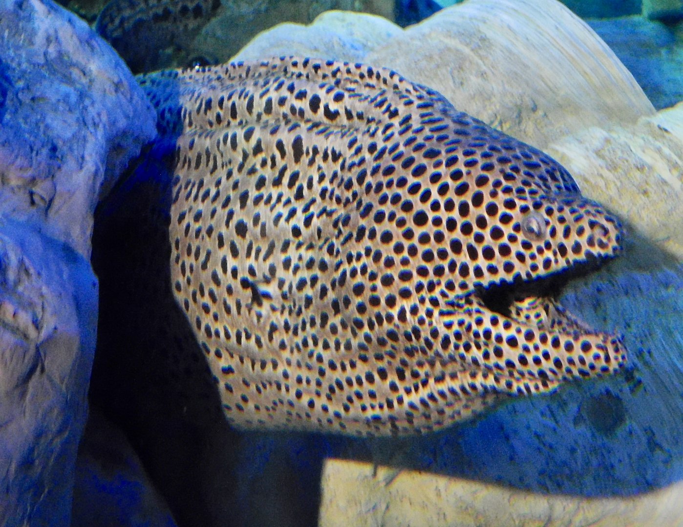 Laced  Moray (Gymnothorax favagineus) October 26, 2025