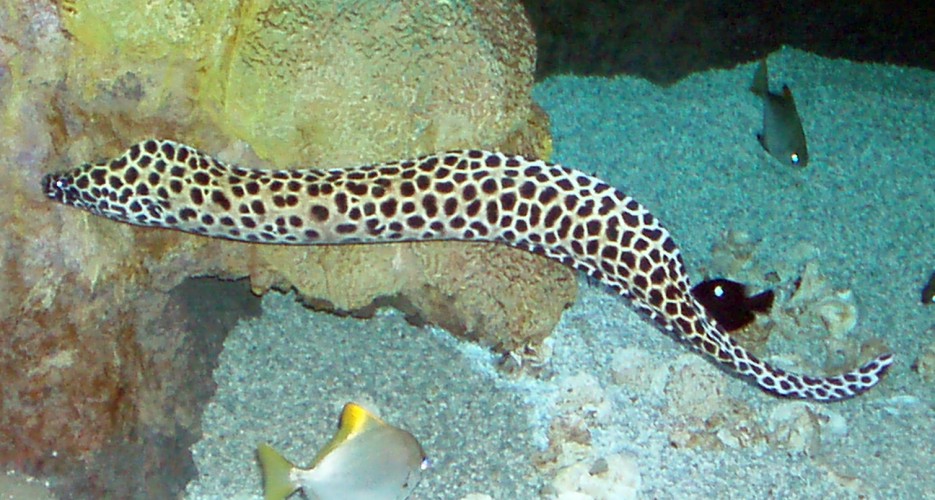 Laced Moray (Gymnothorax favagineus)