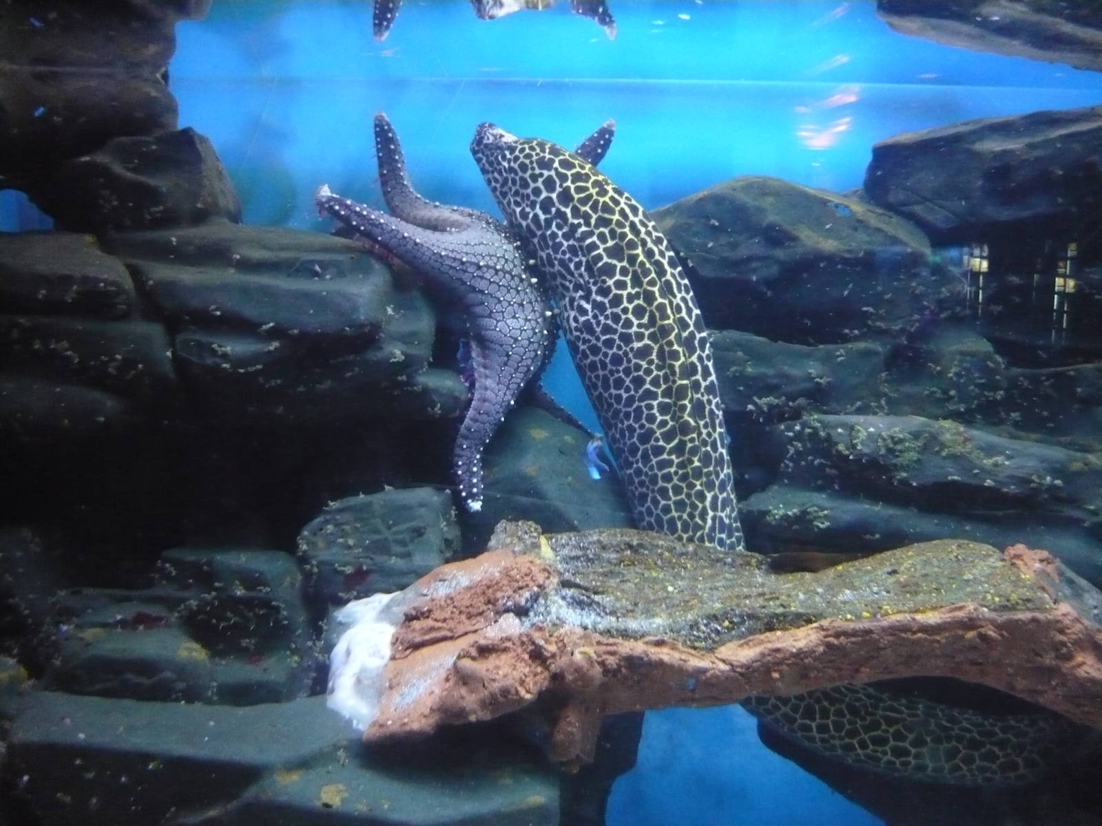 Laced moray (Gymnothorax favagineus)