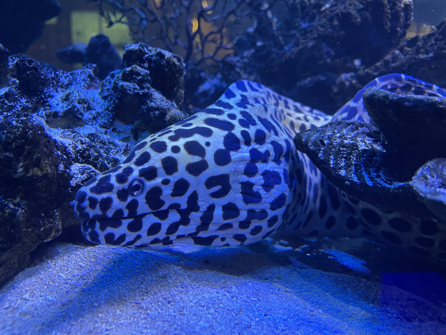 laced moray (gymnothorax favagineus)