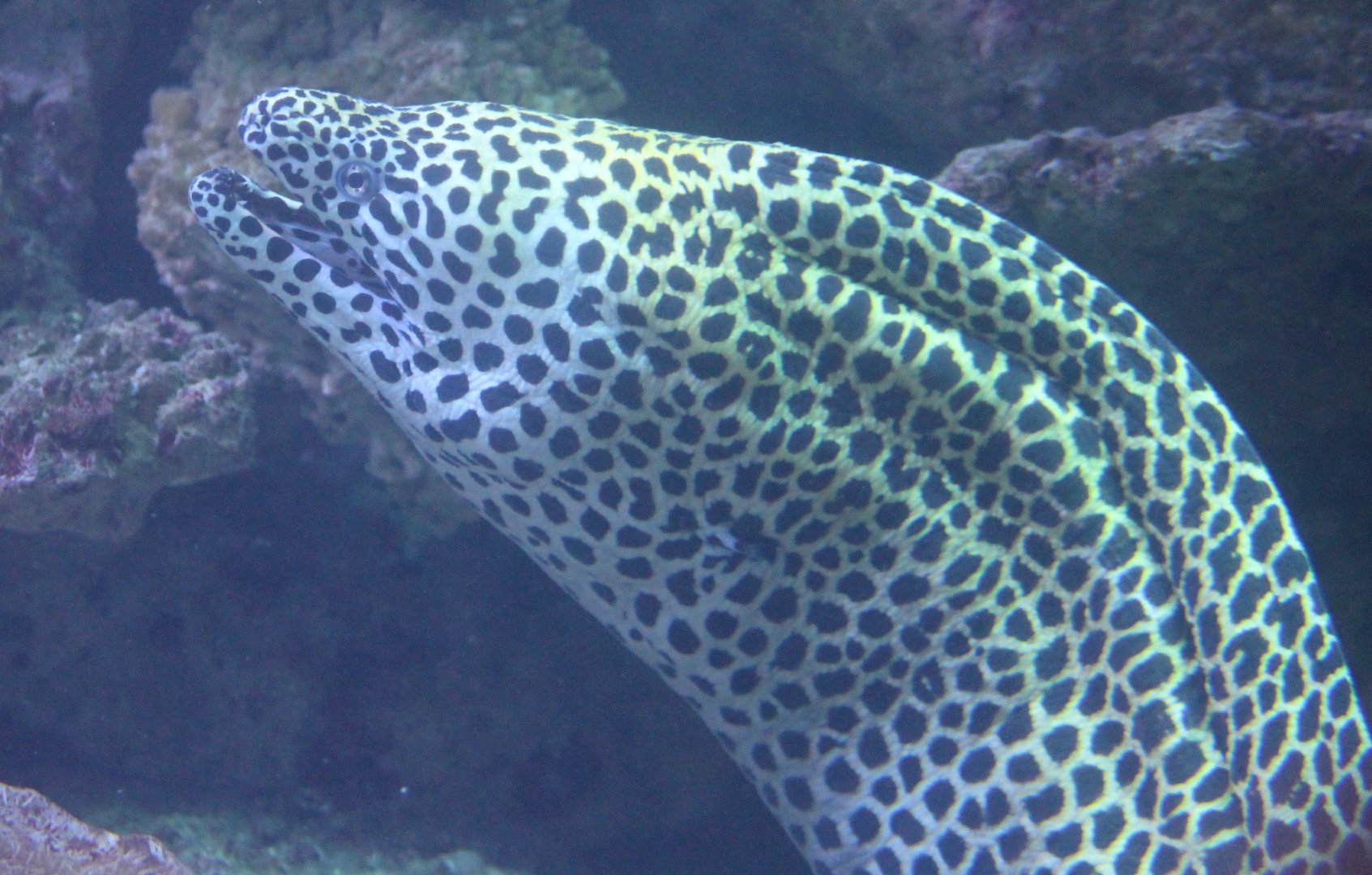 Laced moray - Gymnothorax flavagineus