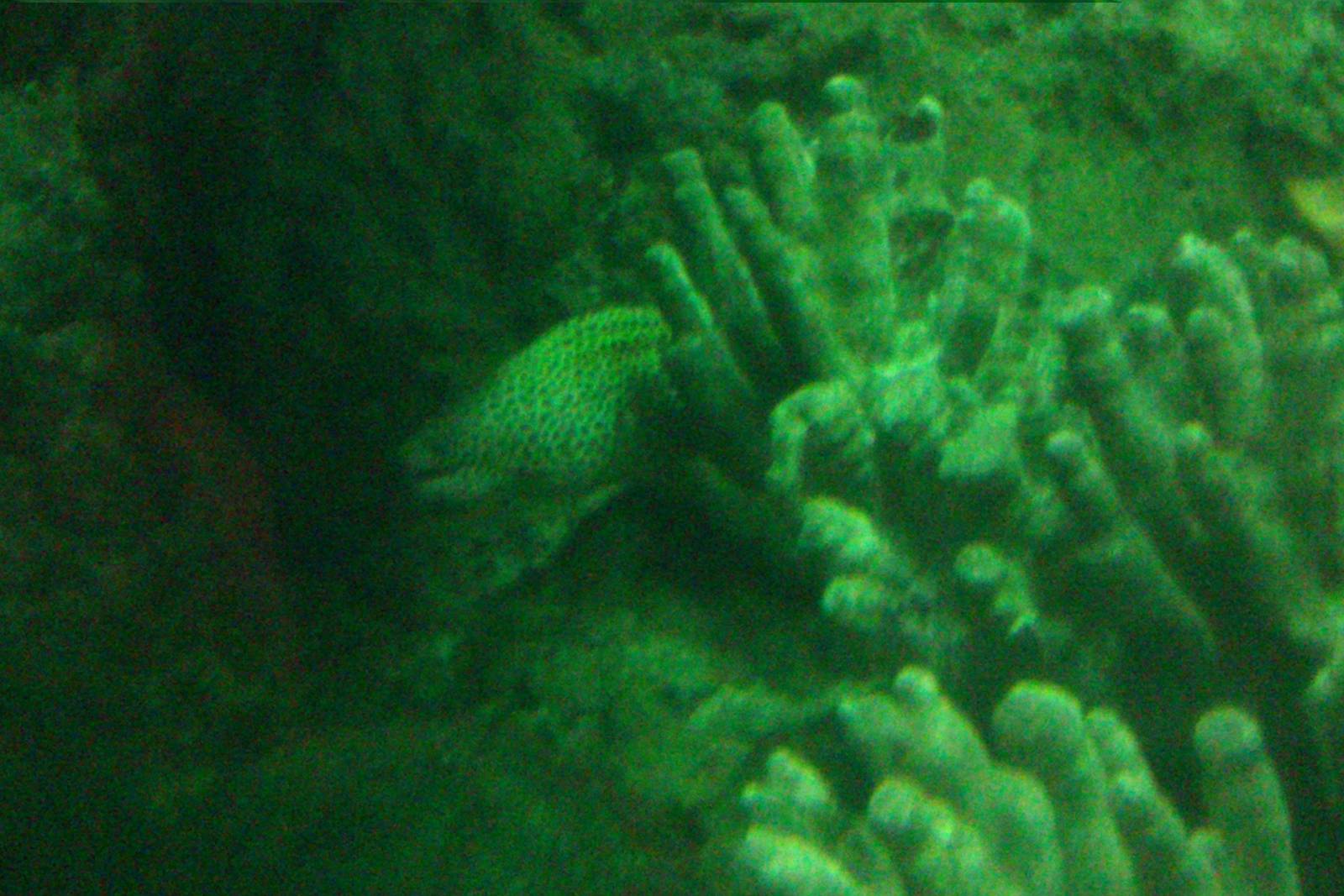 Laced moray hanging out in some corals