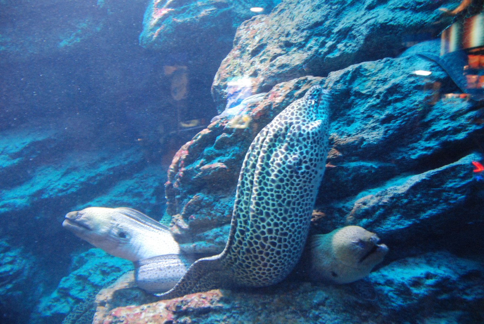 Laced Moray