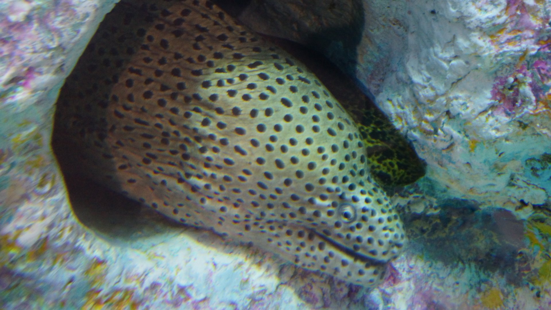 Laced Moray