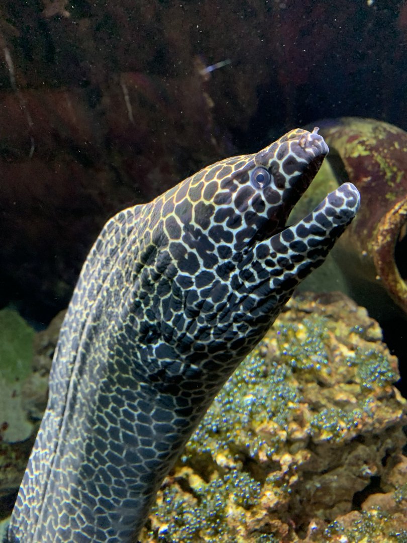 Laced moray