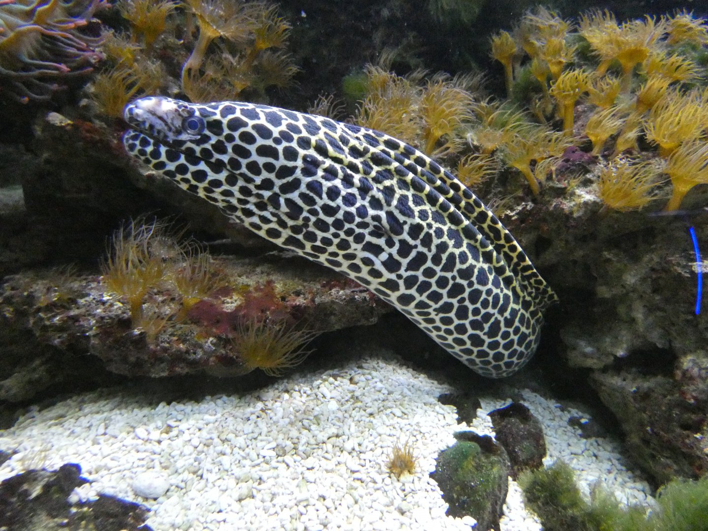 Laced moray