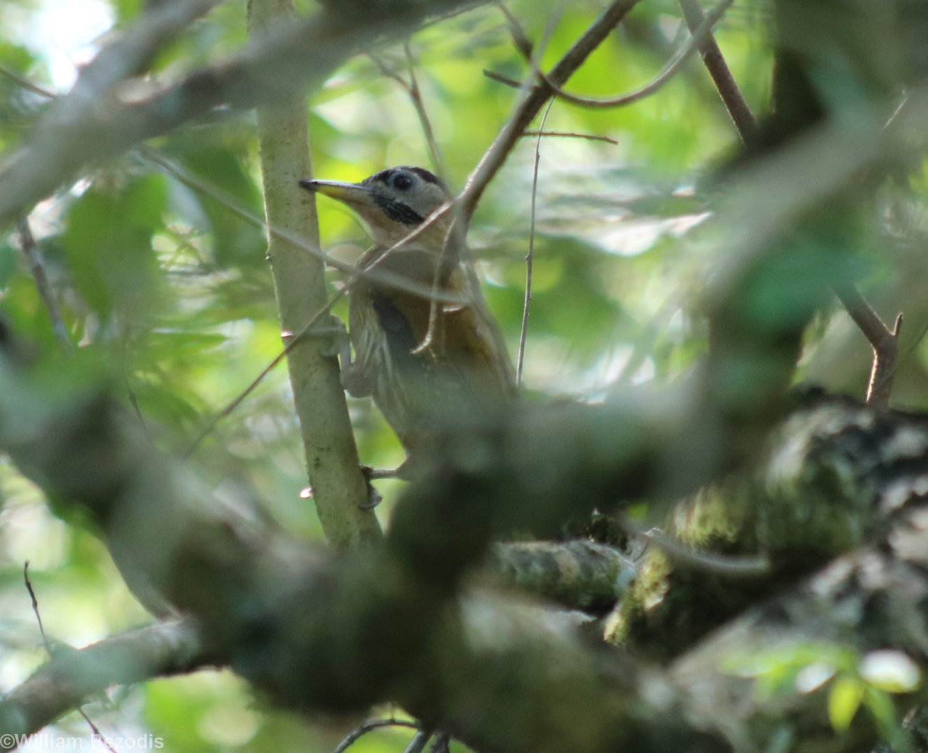 Laced Woodpecker - Kuala Selangor