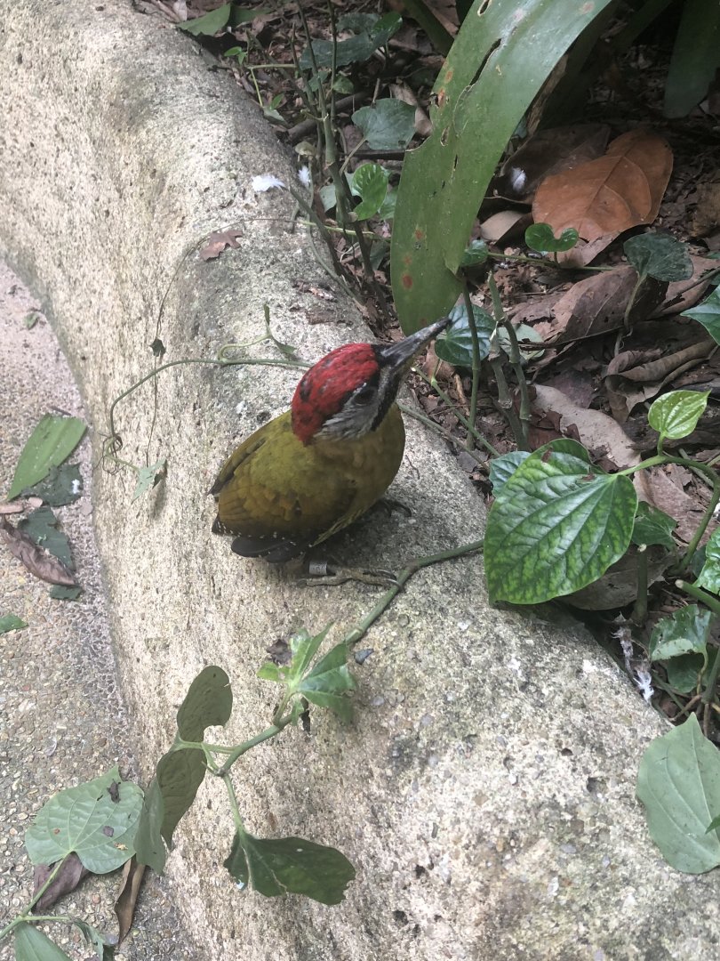 Laced Woodpecker (Picus vittatus)