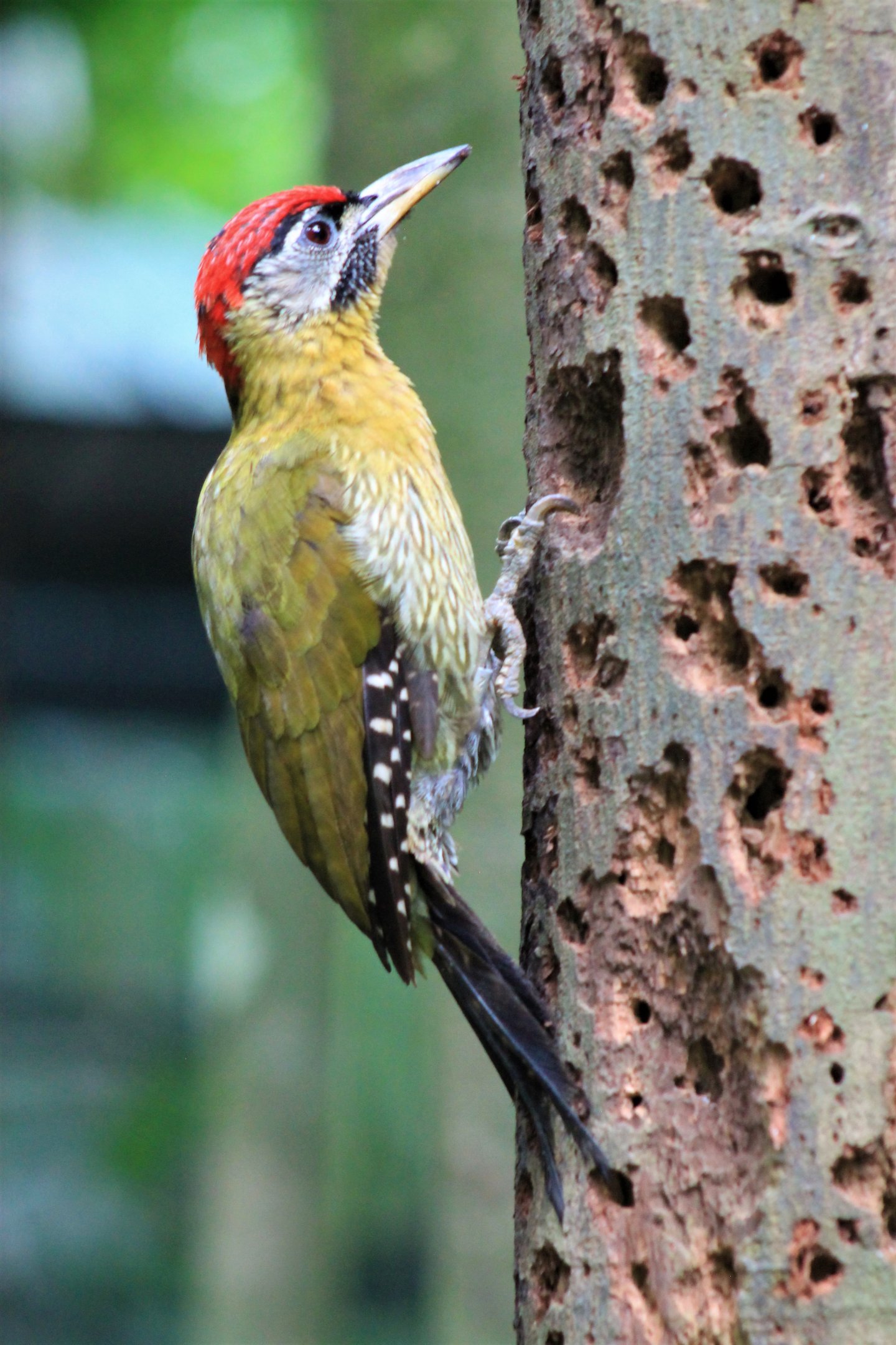 Laced Woodpecker (Picus vittatus)