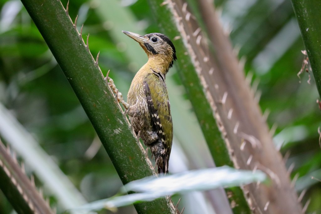 Laced Woodpecker