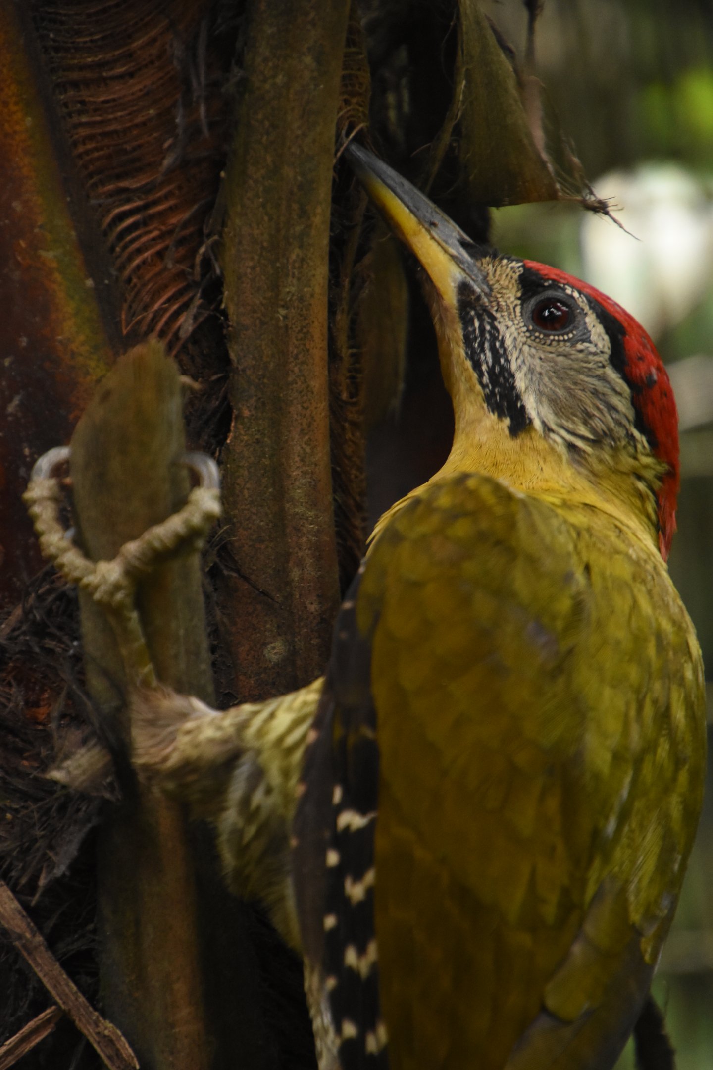 Laced woodpecker