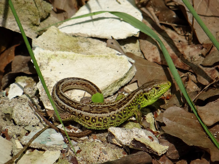 Lacerta agilis