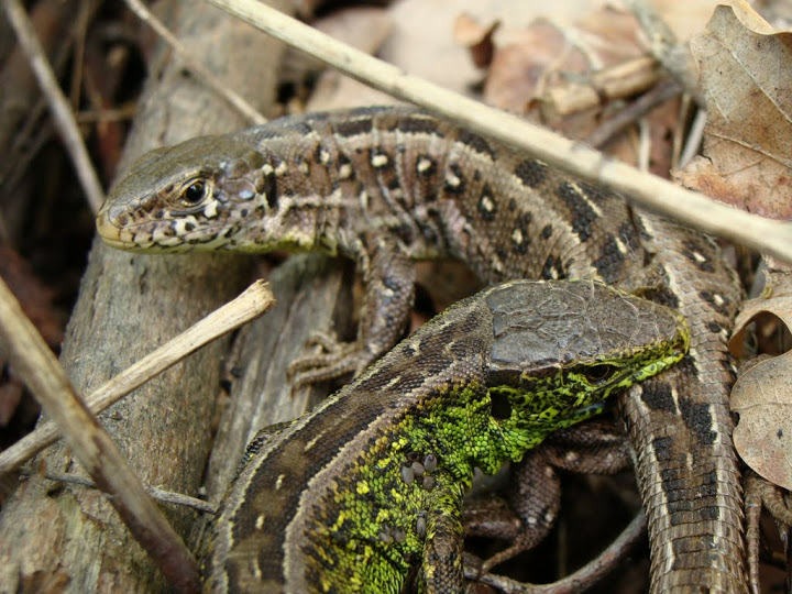 Lacerta agilis
