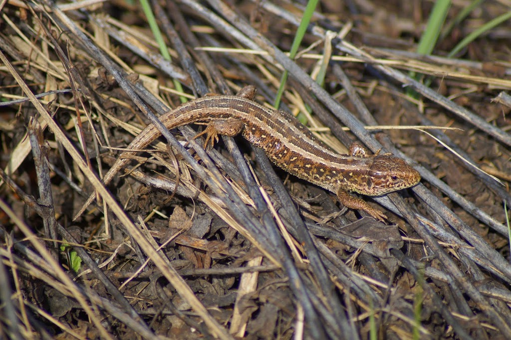 Lacerta agilis