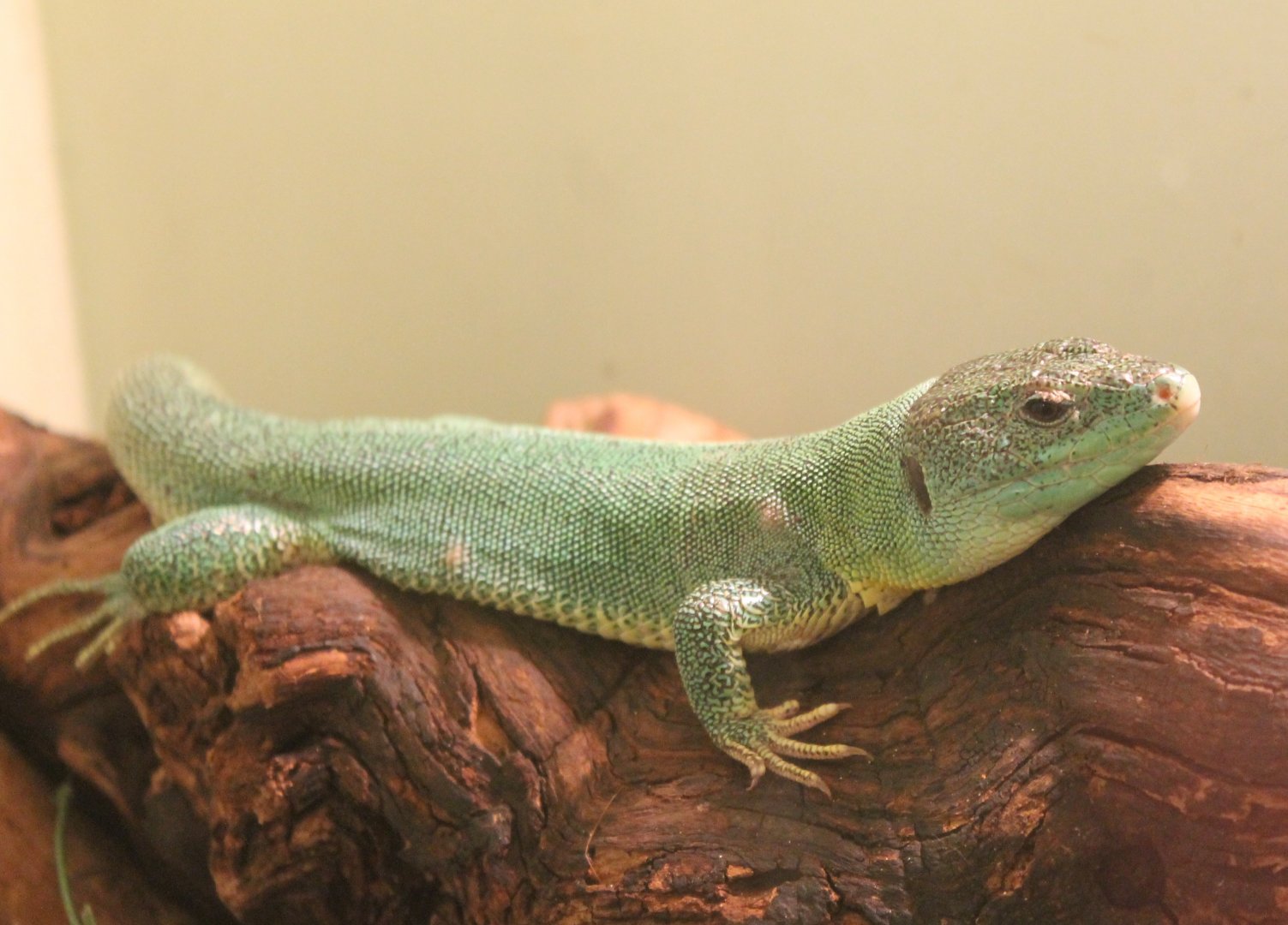 Lacerta trilineata major