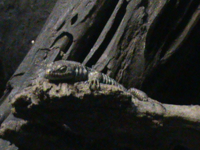 Lacerta unisexualis 061110