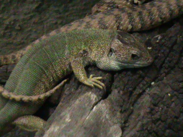 Lacerta viridis 061110
