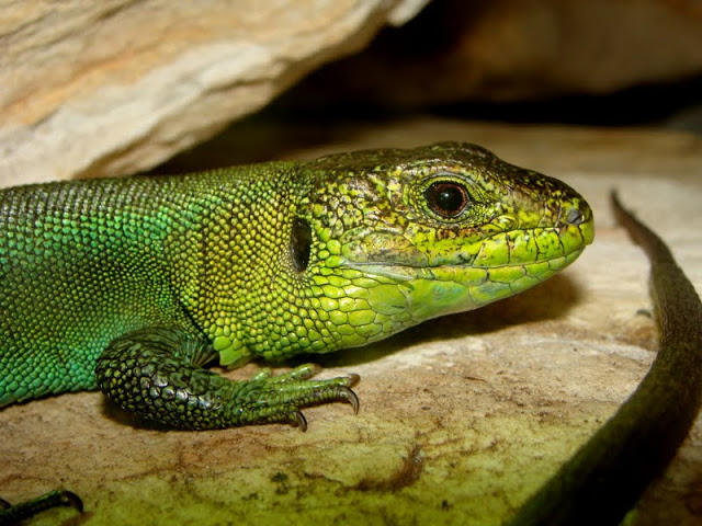 Lacerta viridis