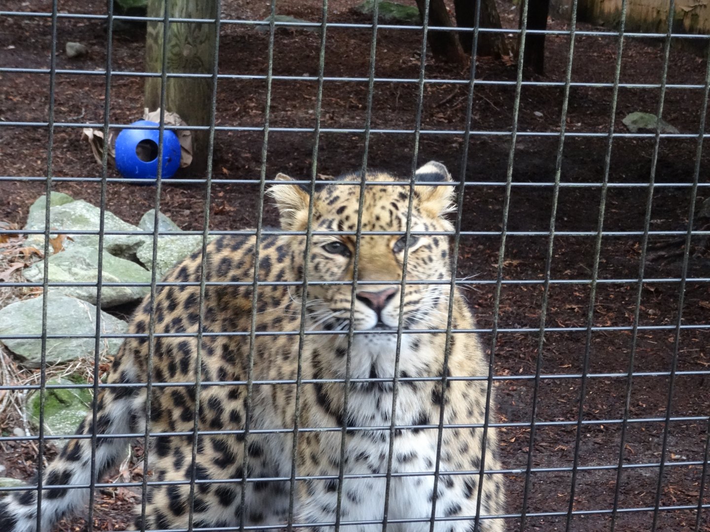 'Lacey' the Amur Leopard