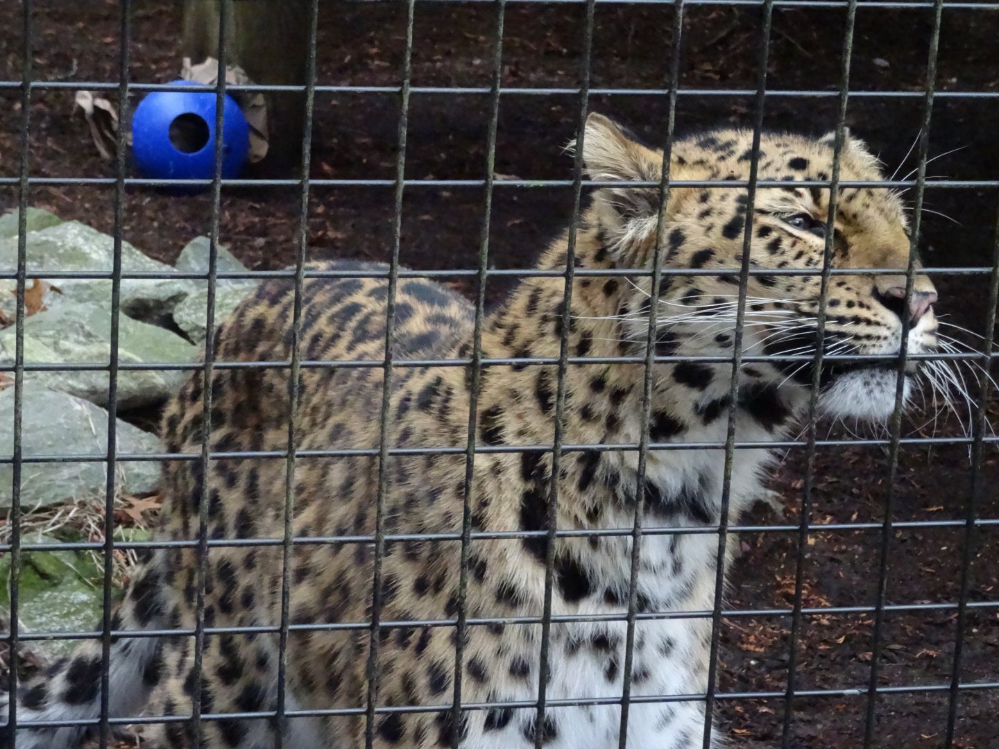 'Lacey' the Amur Leopard