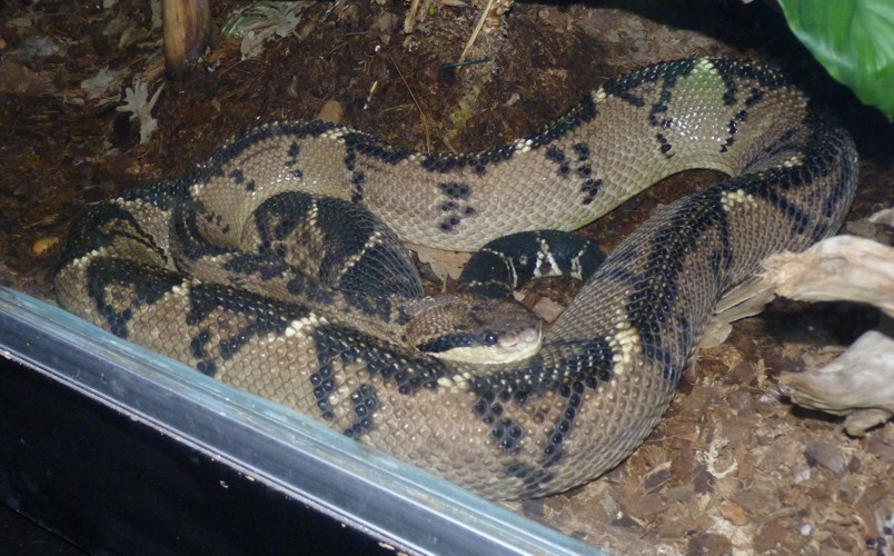 Lachesis Stenophrys (22-7-17 Faunia)