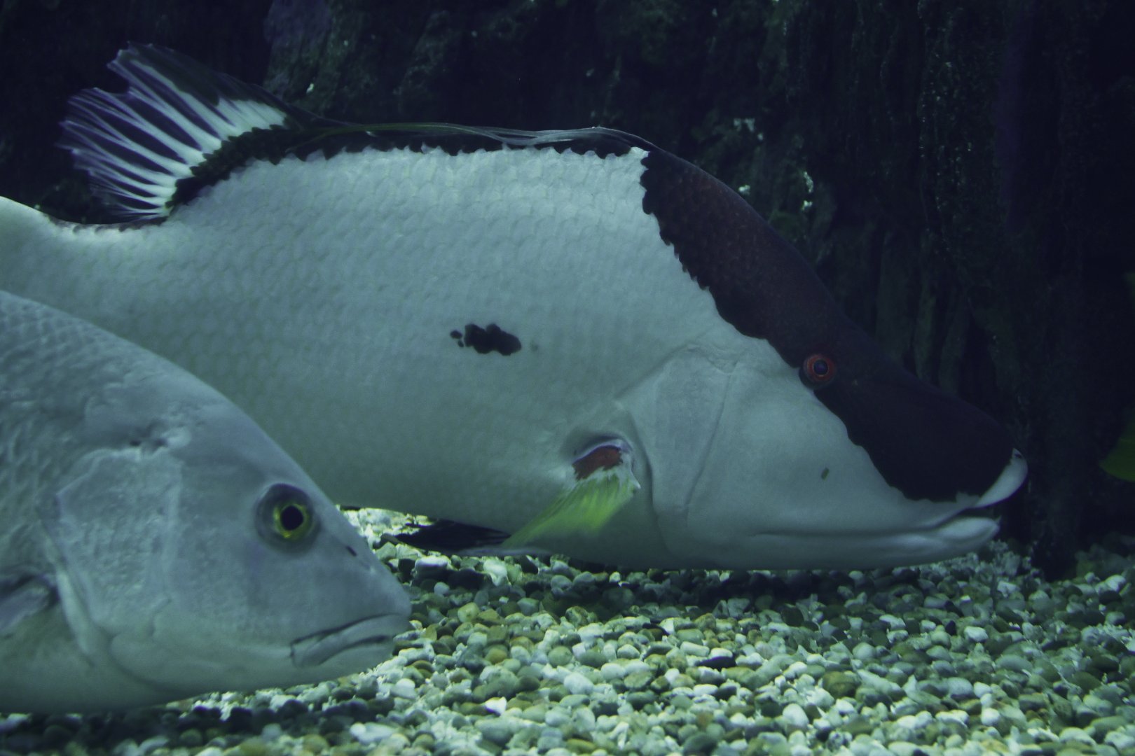 Lachnolaimus maximus