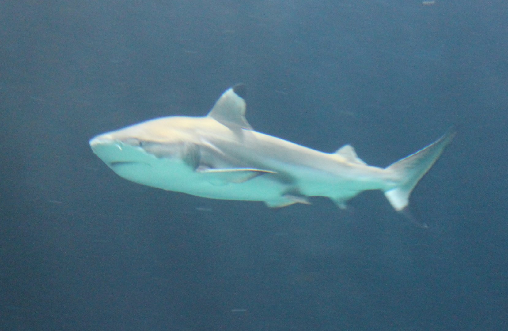 lack-tip reef shark - Carcharhinus  melanopterus