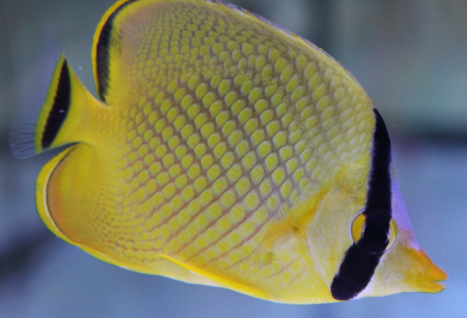 Lacticed butterflyfish - Chaetodon rafflesii