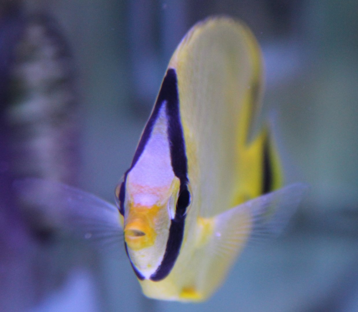 Lacticed butterflyfish - Chaetodon rafflesii