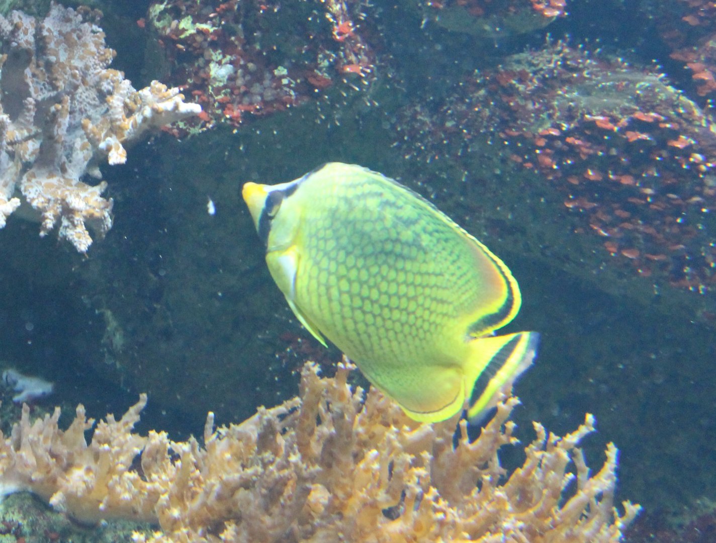 Lacticed butterflyfish - Chaetodon rafflesii