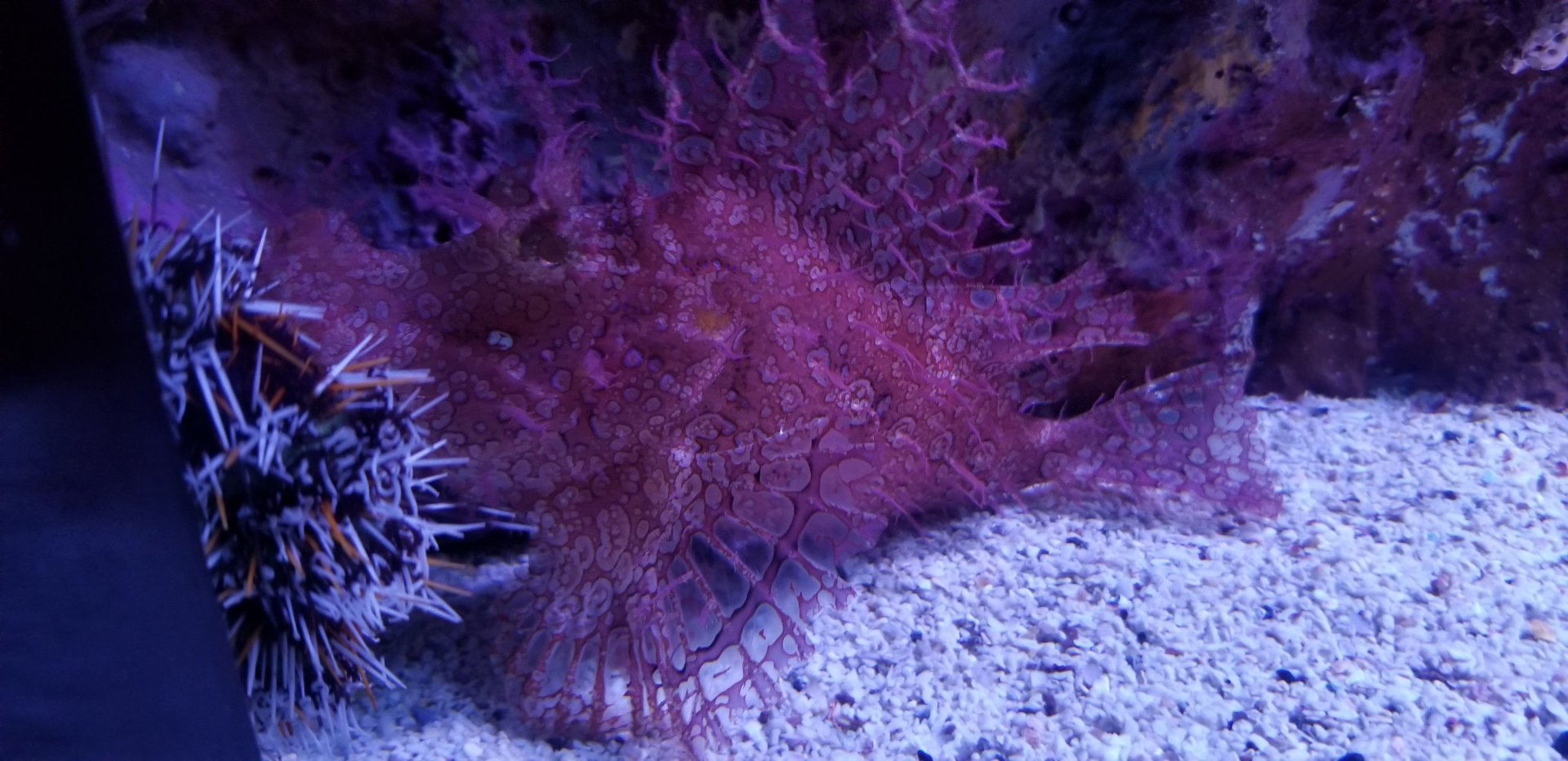 Lacy Scorpionfish