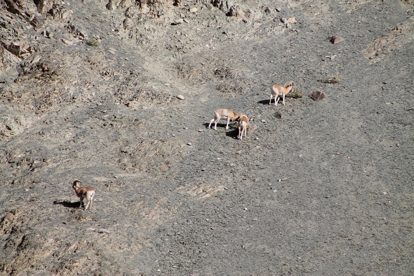Ladakh Urial (Ovis orientalis vignei)