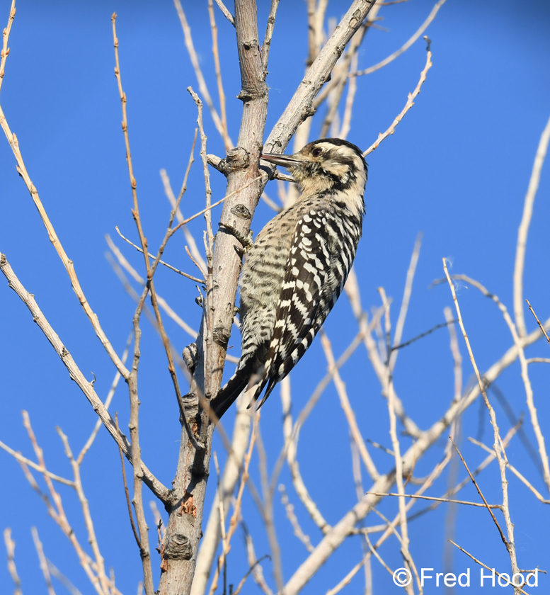 ladder backed woodpecker (female)