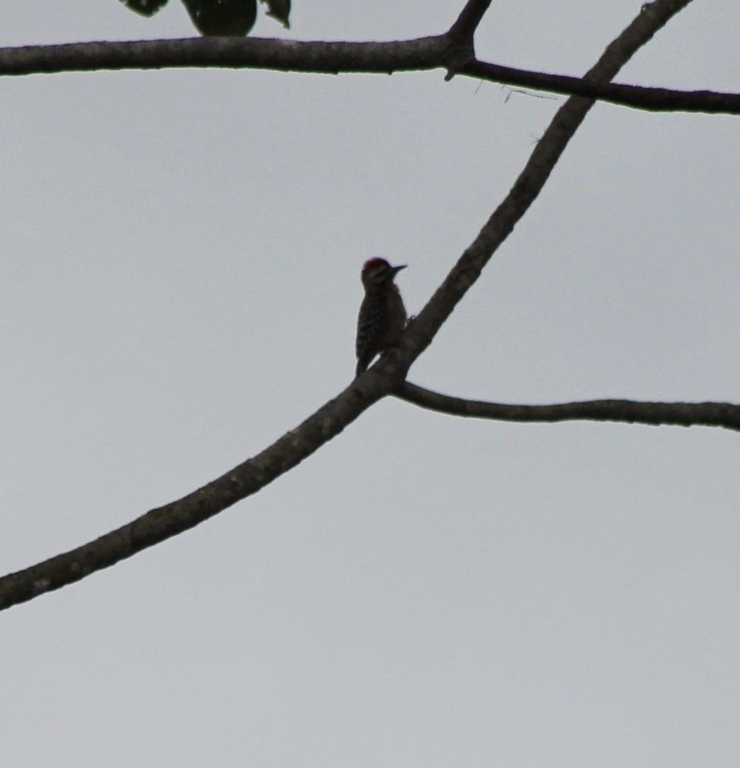 Ladder-backed woodpecker