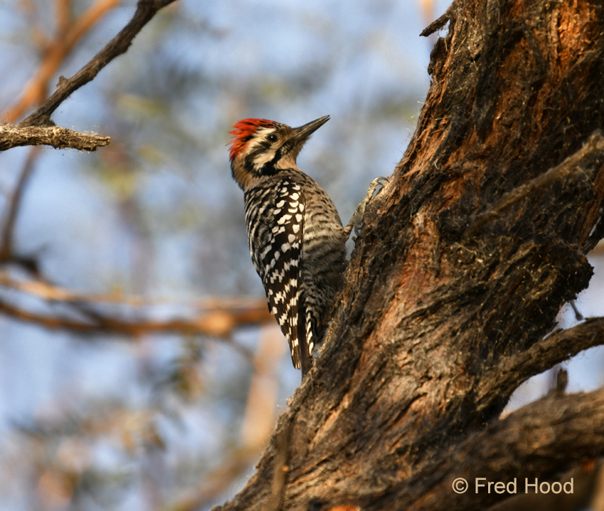 ladder backed woodpecker