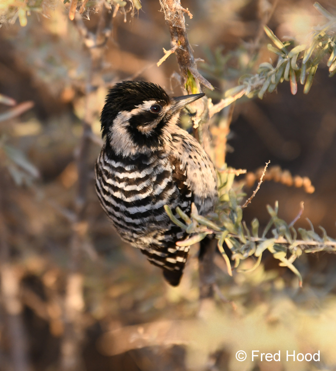 ladder backed woodpecker