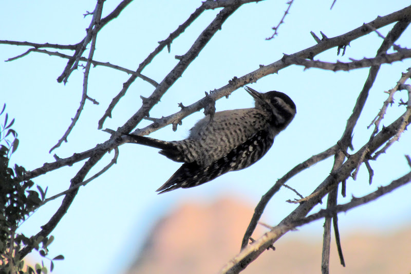 Ladder-backed Woodpecker