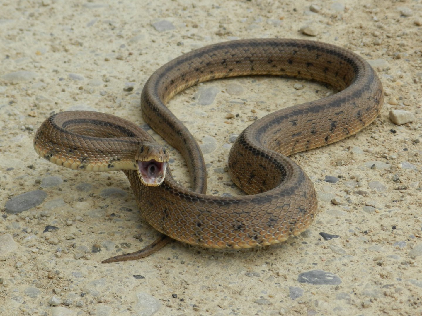 Ladder Snake, adult. Zamenis scalaris