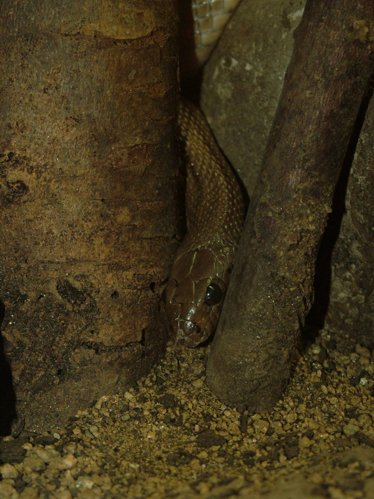 Ladder Snake at Barcelona, 30/05/11