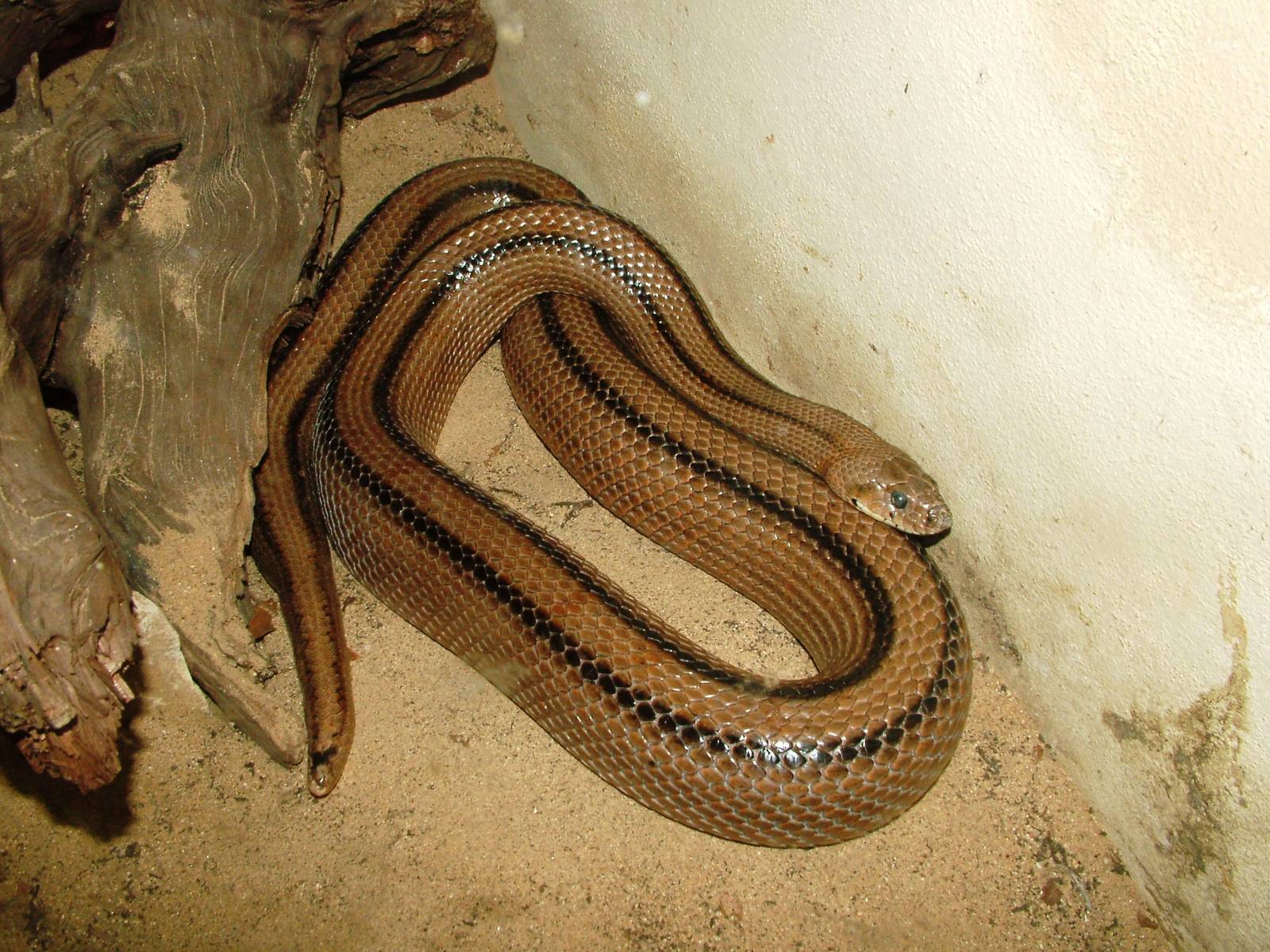 Ladder Snake at Chomutov, 30/08/12